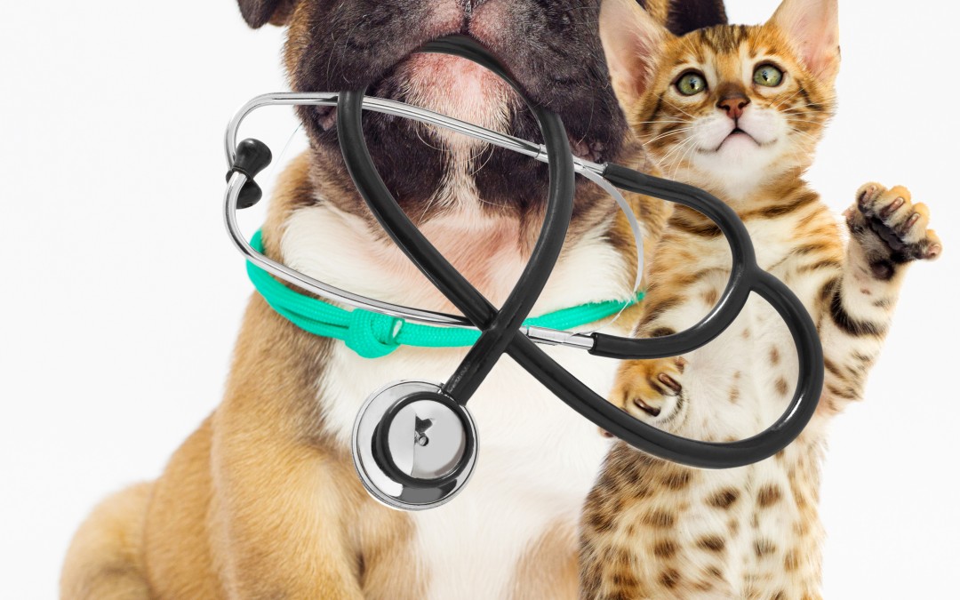 COMMENT BIEN PROTEGER SON ANIMAL DE COMPAGNIE ?