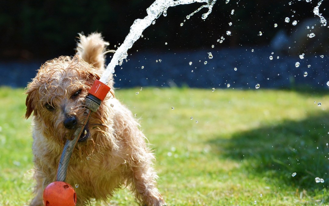 BIEN NOURRIR SON CHIEN